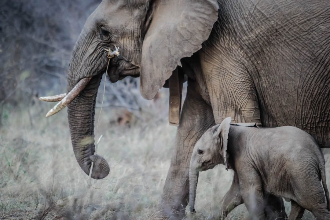 Space For Giants: Protecting African Wildlife