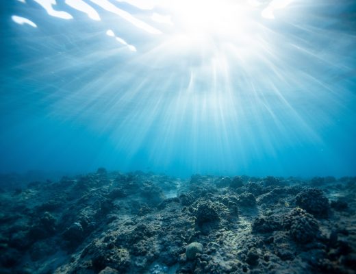 4 Organizations Fighting for Our Oceans