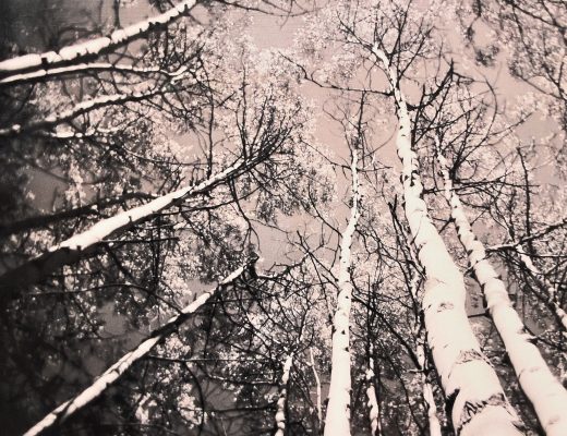Aspen Trees: Talking The Holga with Artist Molly McCall
